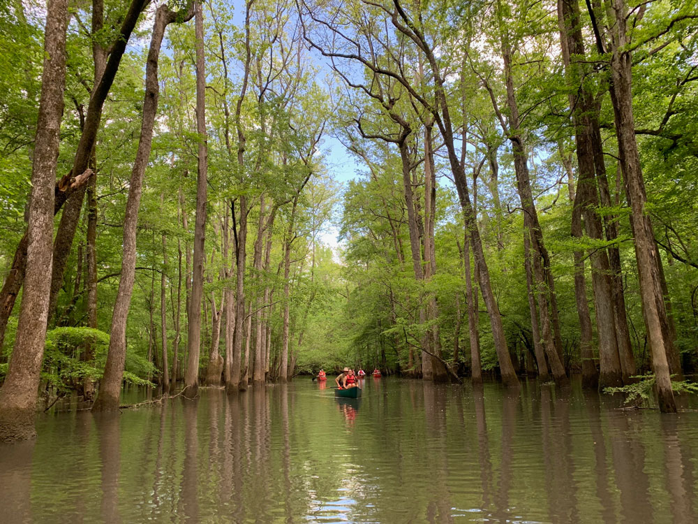 two canoes with people paddling in river surrounded by forest